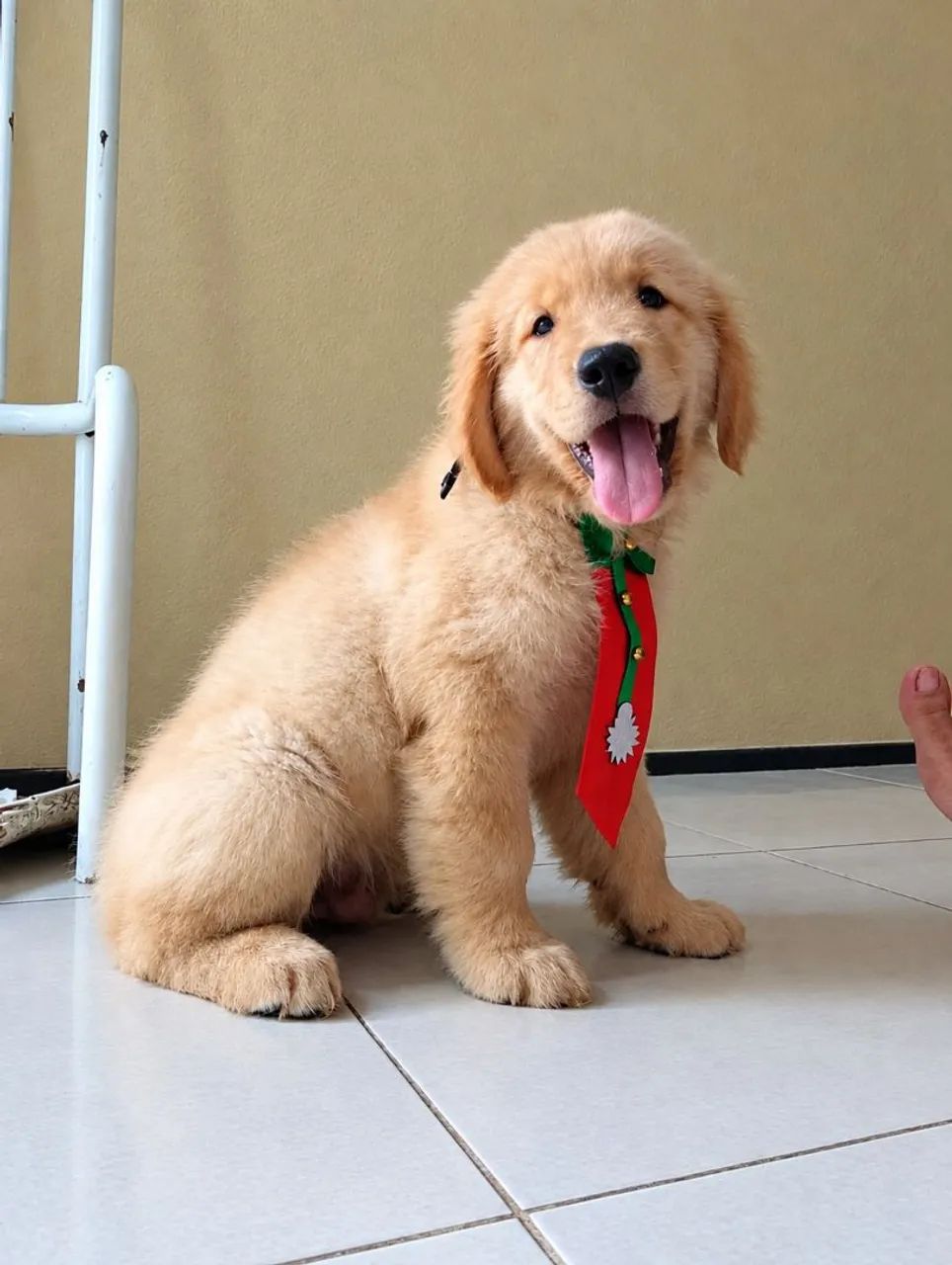 Golden Retriever Macho - Foto 2