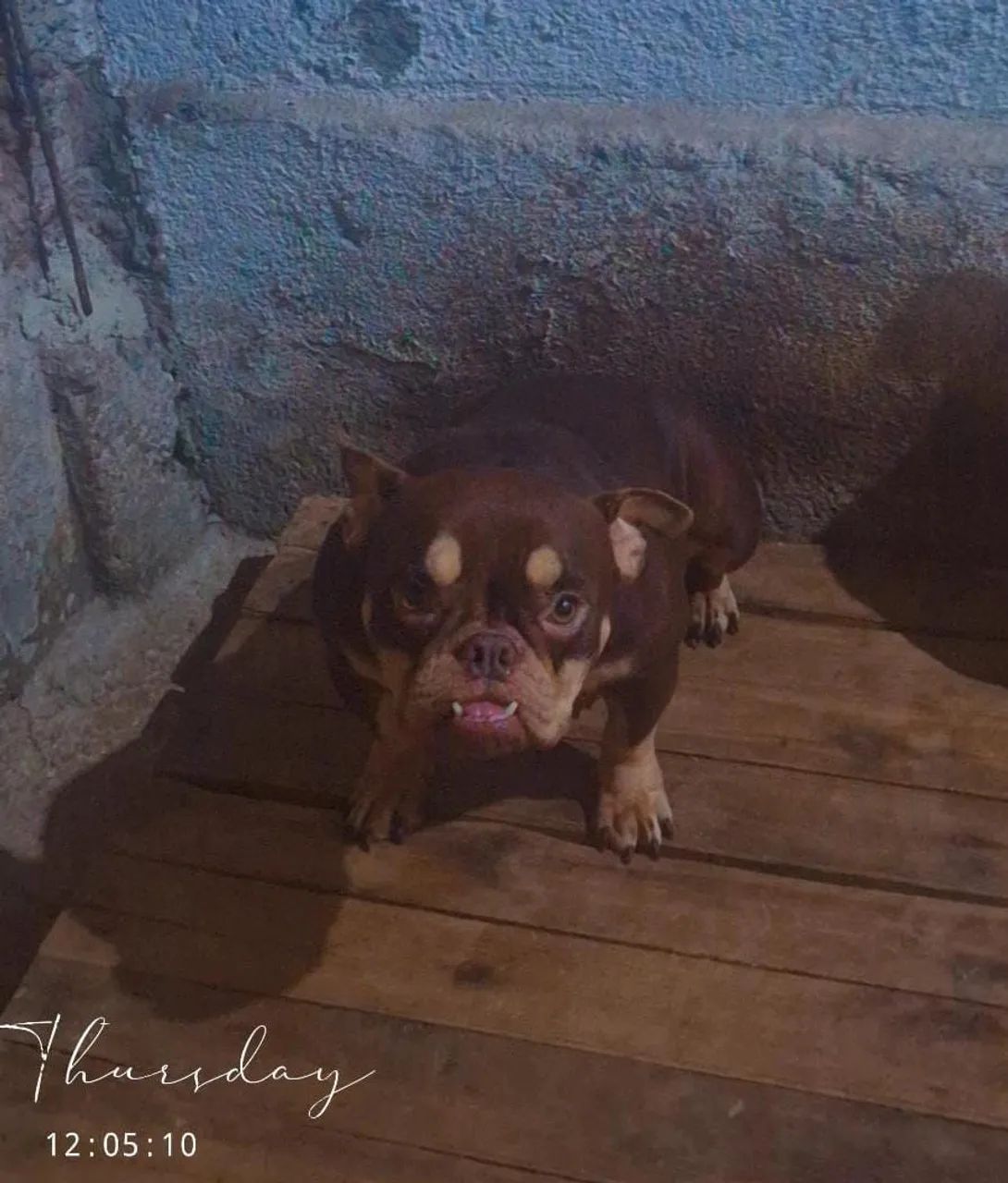 Venda American Bully micro - Foto 4