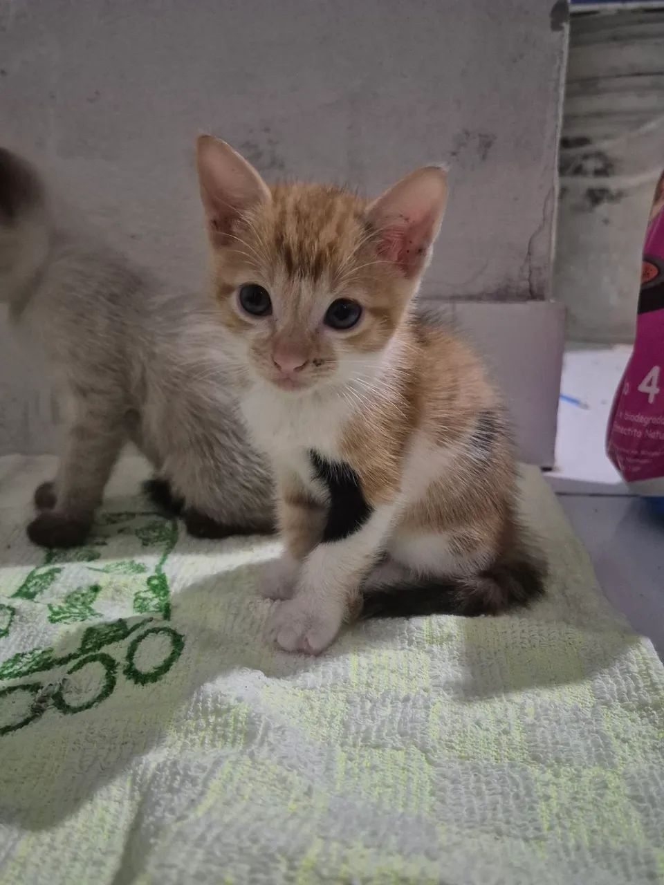 Gatinhos filhotes 
