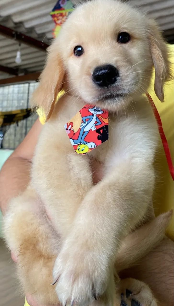 Golden Retriever  - Foto 2