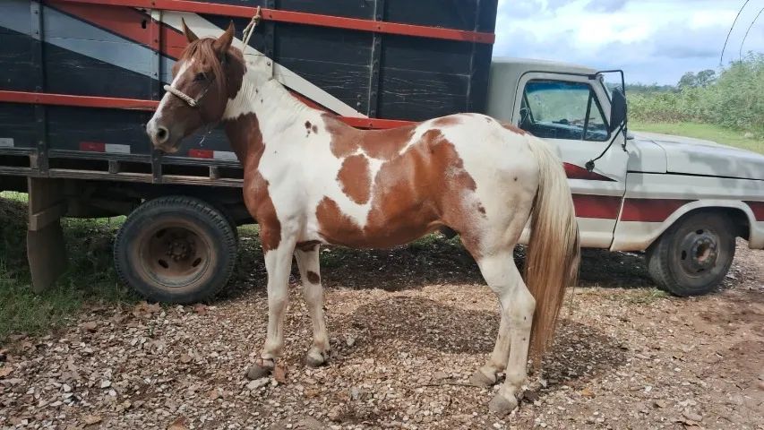 Lindo Cavalo Crioulo Tobiano, jovem, manso e bem domado, Castrado.