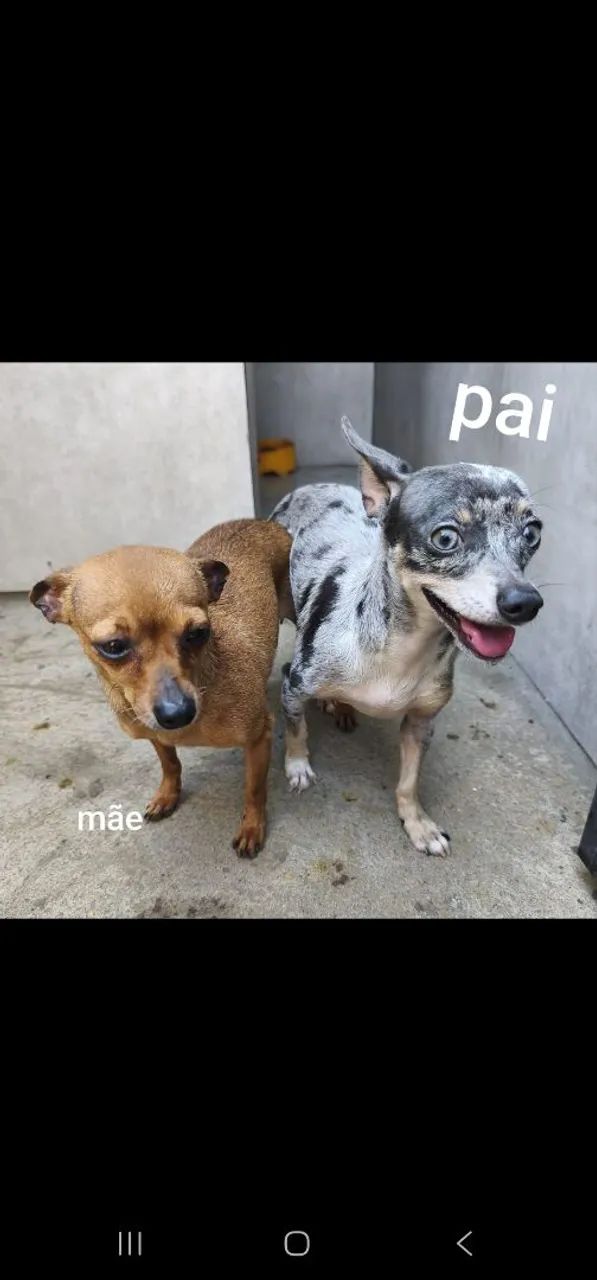 Pincher - Foto 3