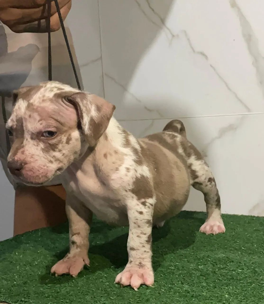 Filhote de pitmonster com pedigree IBC