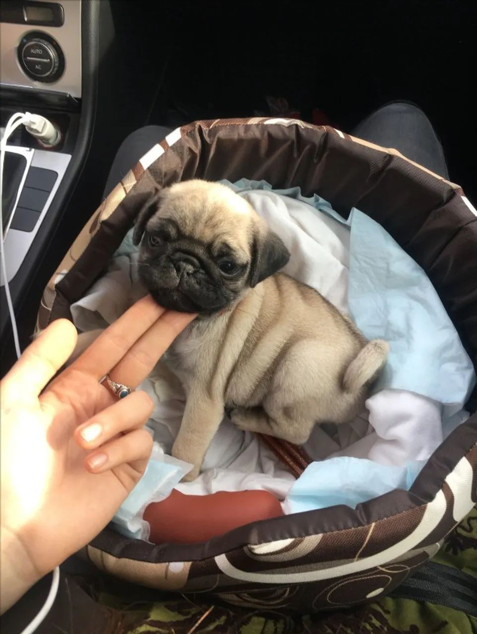Filhotes de Pug | Afeto que transforma dias.