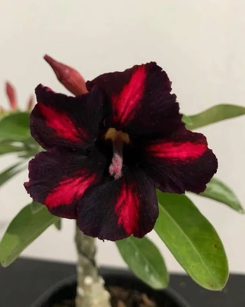 Rosa do deserto  - Foto 3