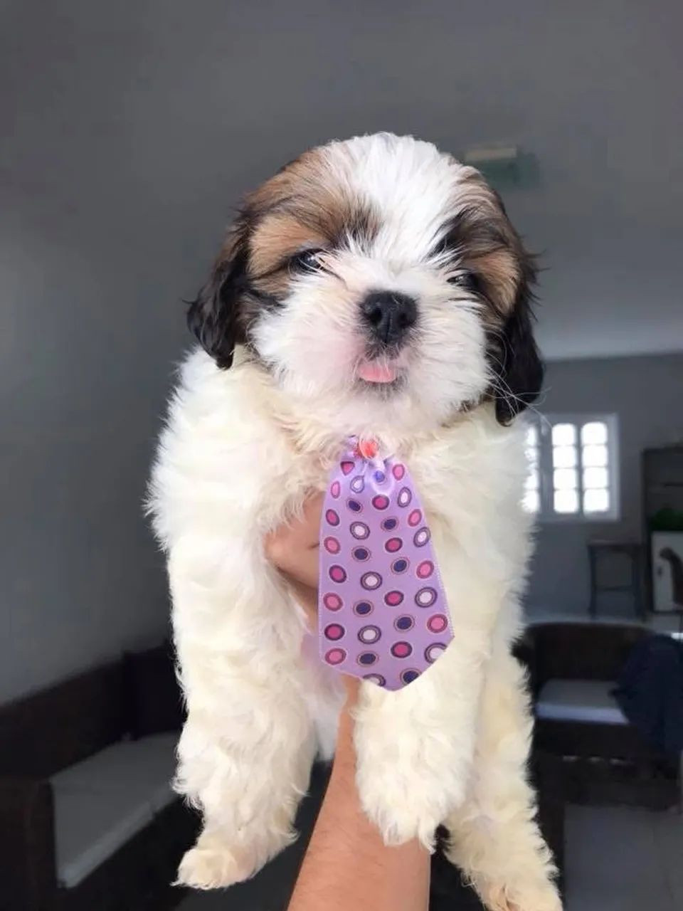 Lindas raças disponíveis. Canilmypet_ - Foto 4