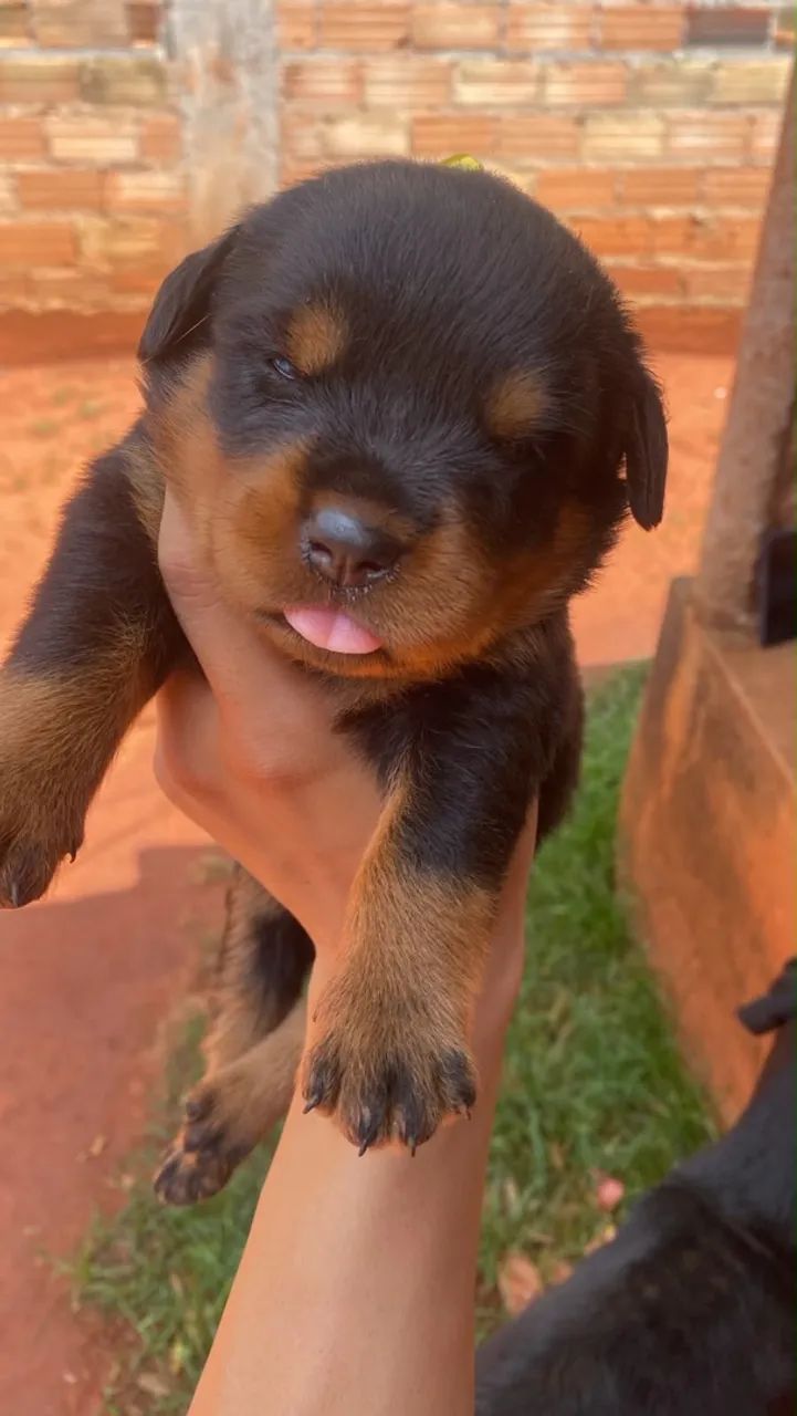 Rottweiler Filhotes
