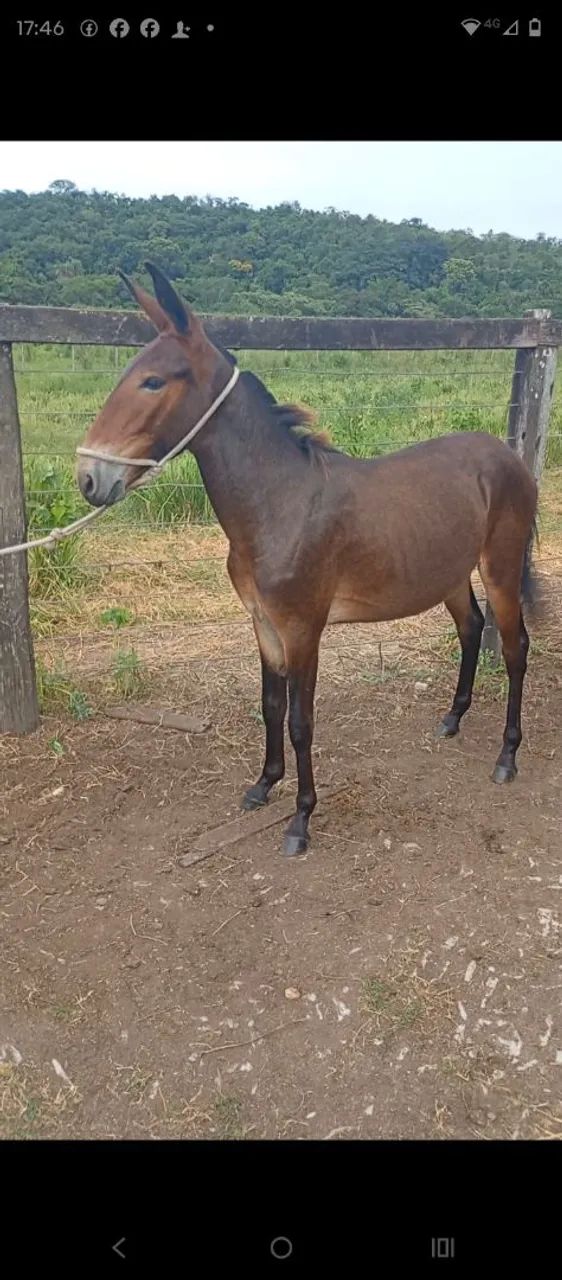 Vendo burro a ano e dois meses  - Foto 4