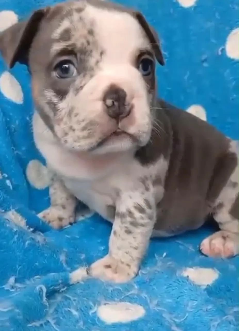 American Bully  - Foto 2