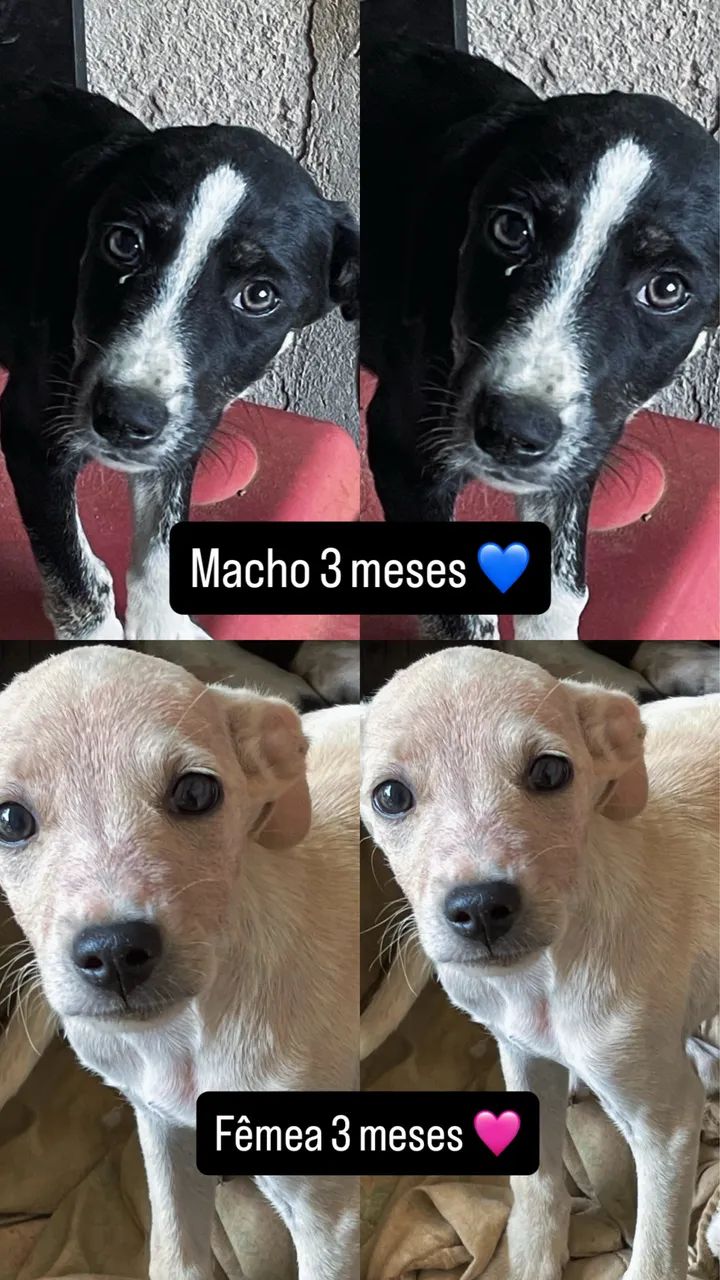 Doa-se filhote de cachorro