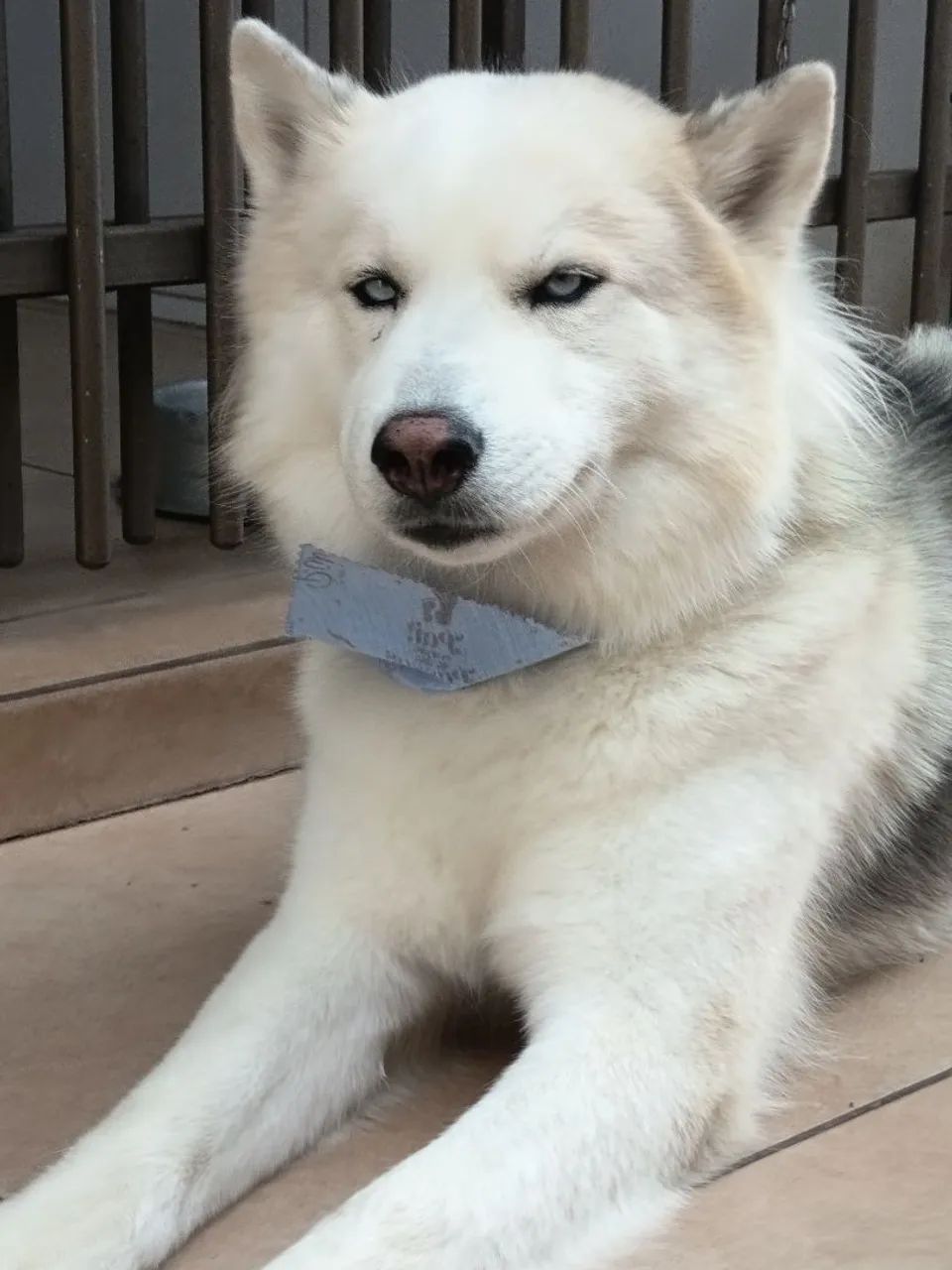 Cachorro Husky 