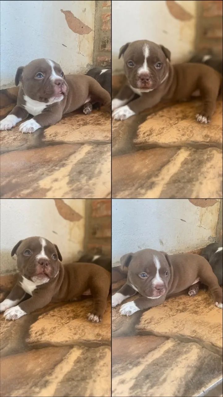 Cachorro América bully 
