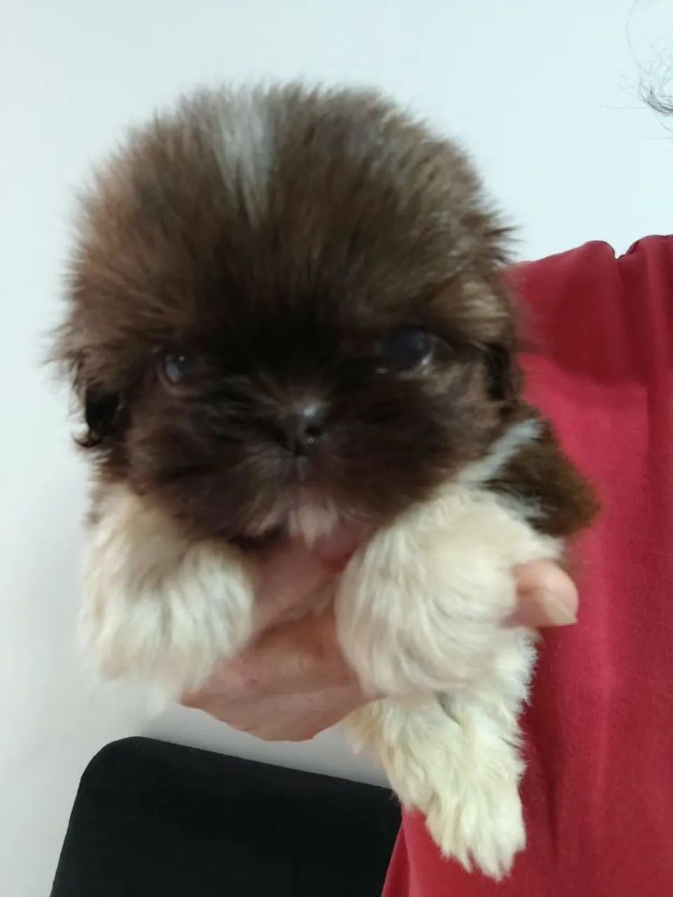 Shih tzu macho mini - Foto 2