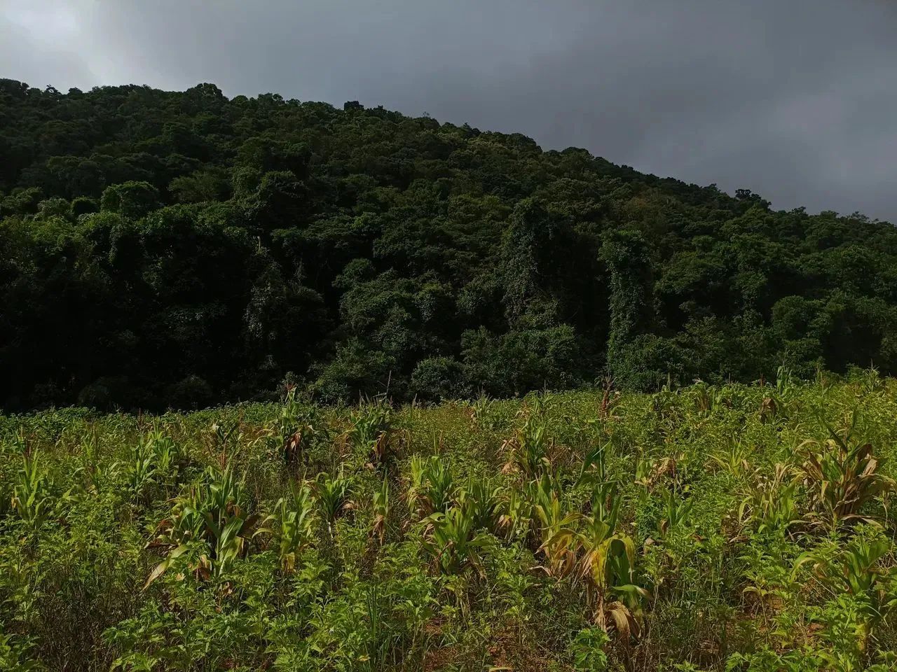 Lotes para venda possui 1000 metros quadrados em Colégio - Ibiúna - SP - Foto 12