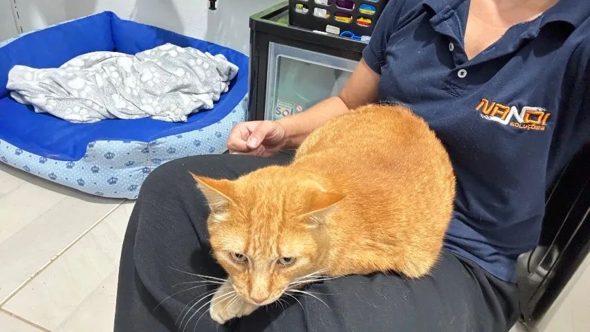 Gato laranja  - Foto 3