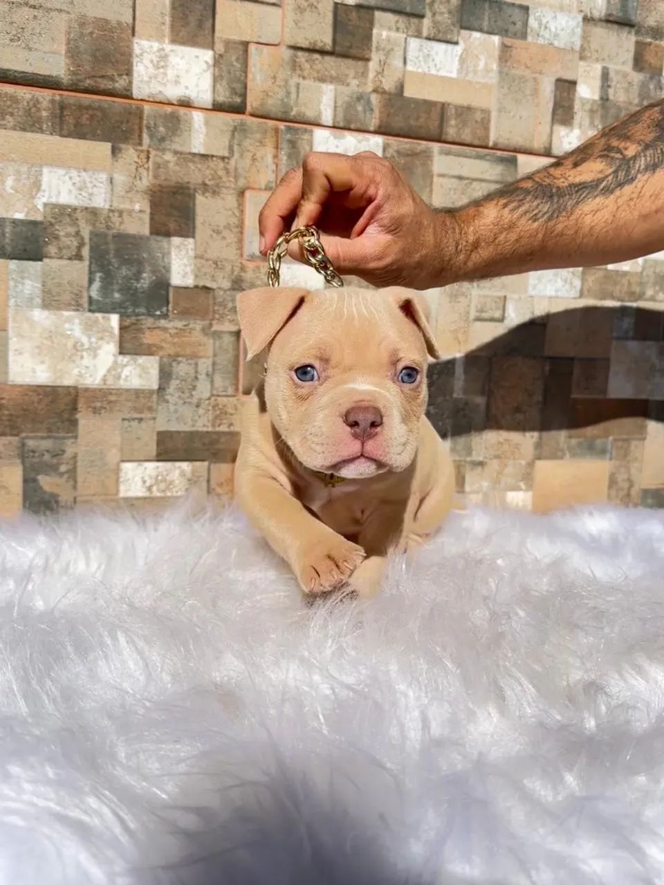 American bully Macho - Foto 5