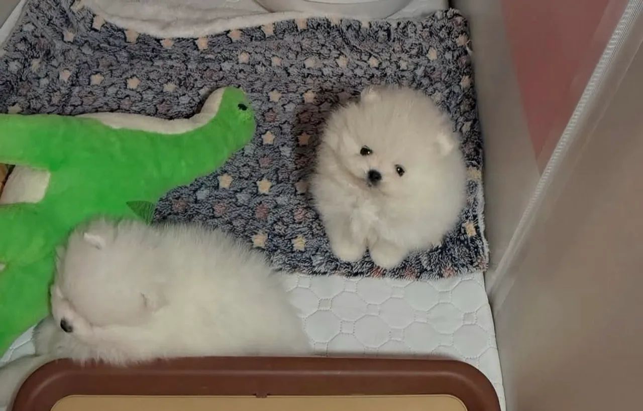 Spitz