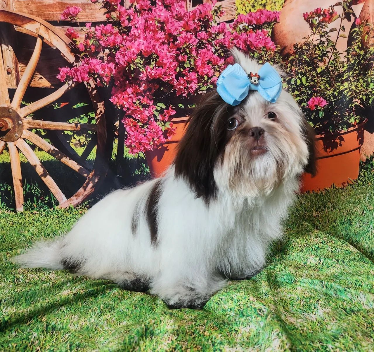 Shih tzu macho  - Foto 3