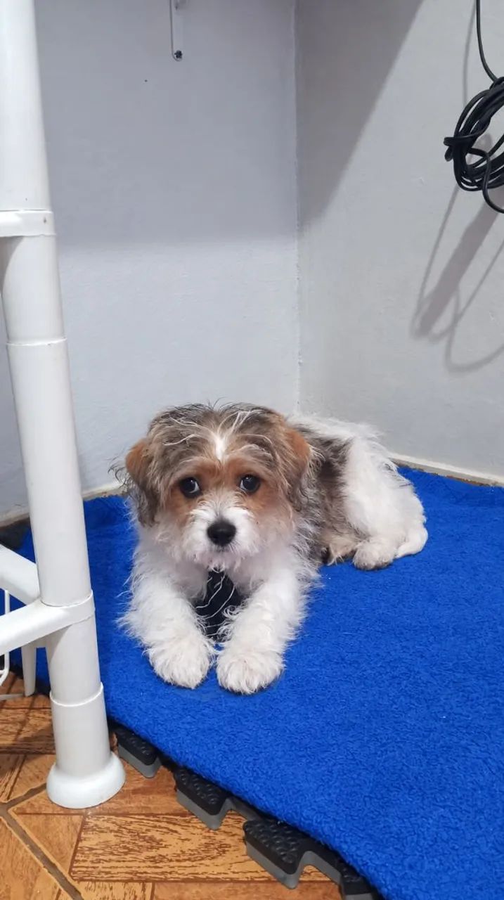 Filhote cachorro - Adoção  - Foto 3