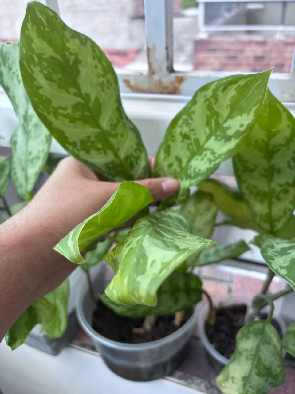 Aglaonema - Foto 3