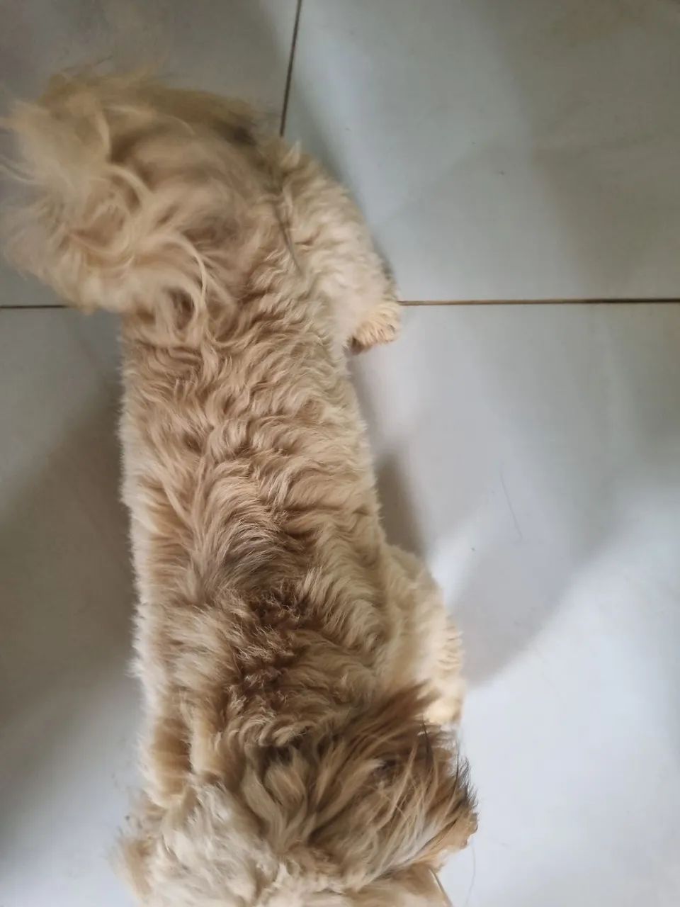 Animais  - Foto 3