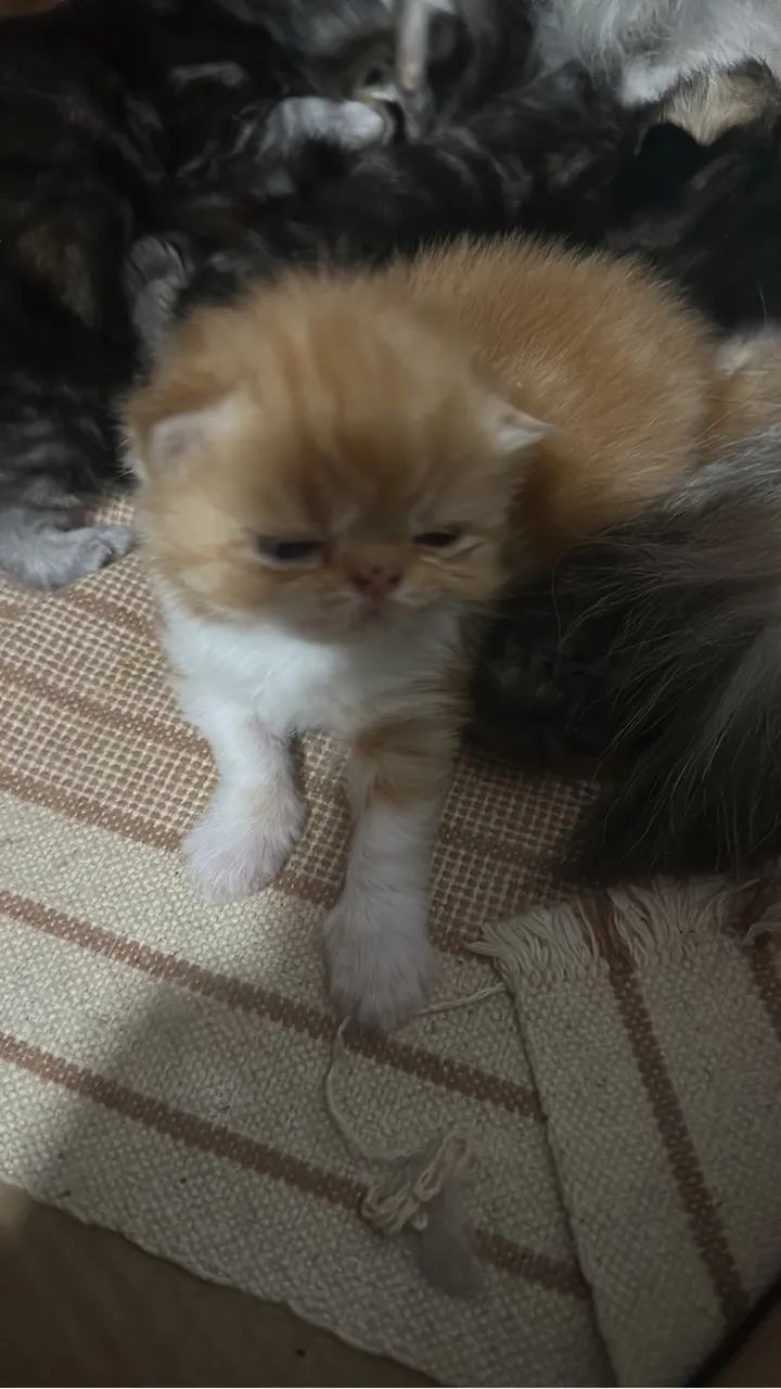 Gatos persas 