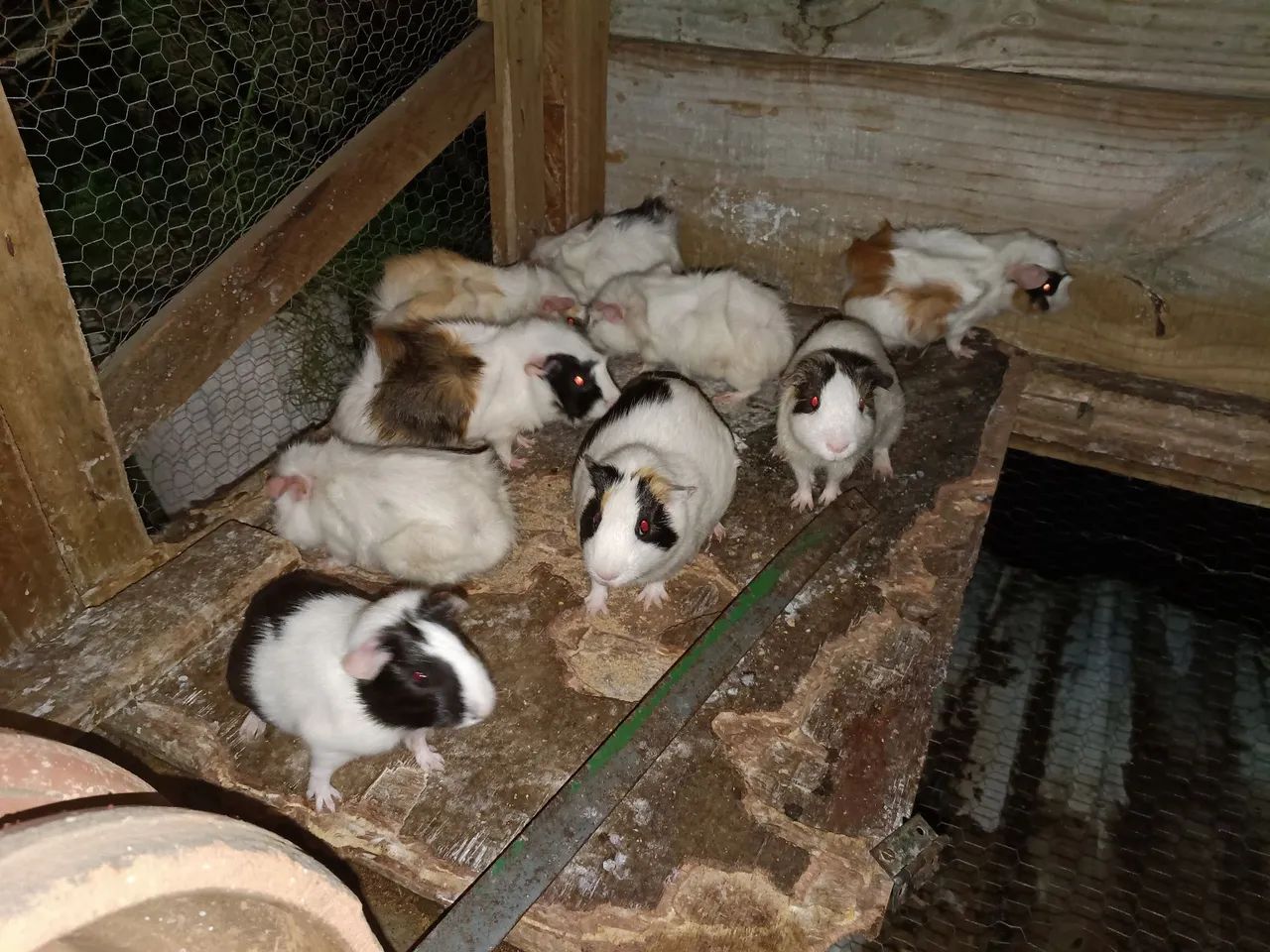 Animais  - Foto 3