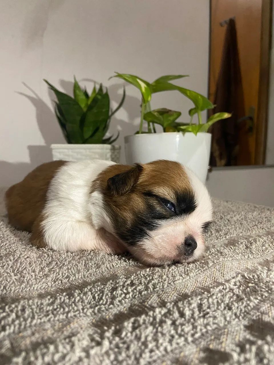 Vende-se Shih Tzu  - Foto 3