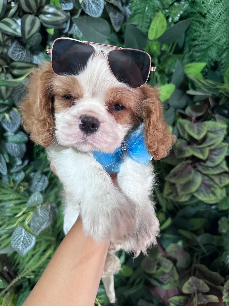 Cavalier king charles com pedigree Cbkc - Foto 2