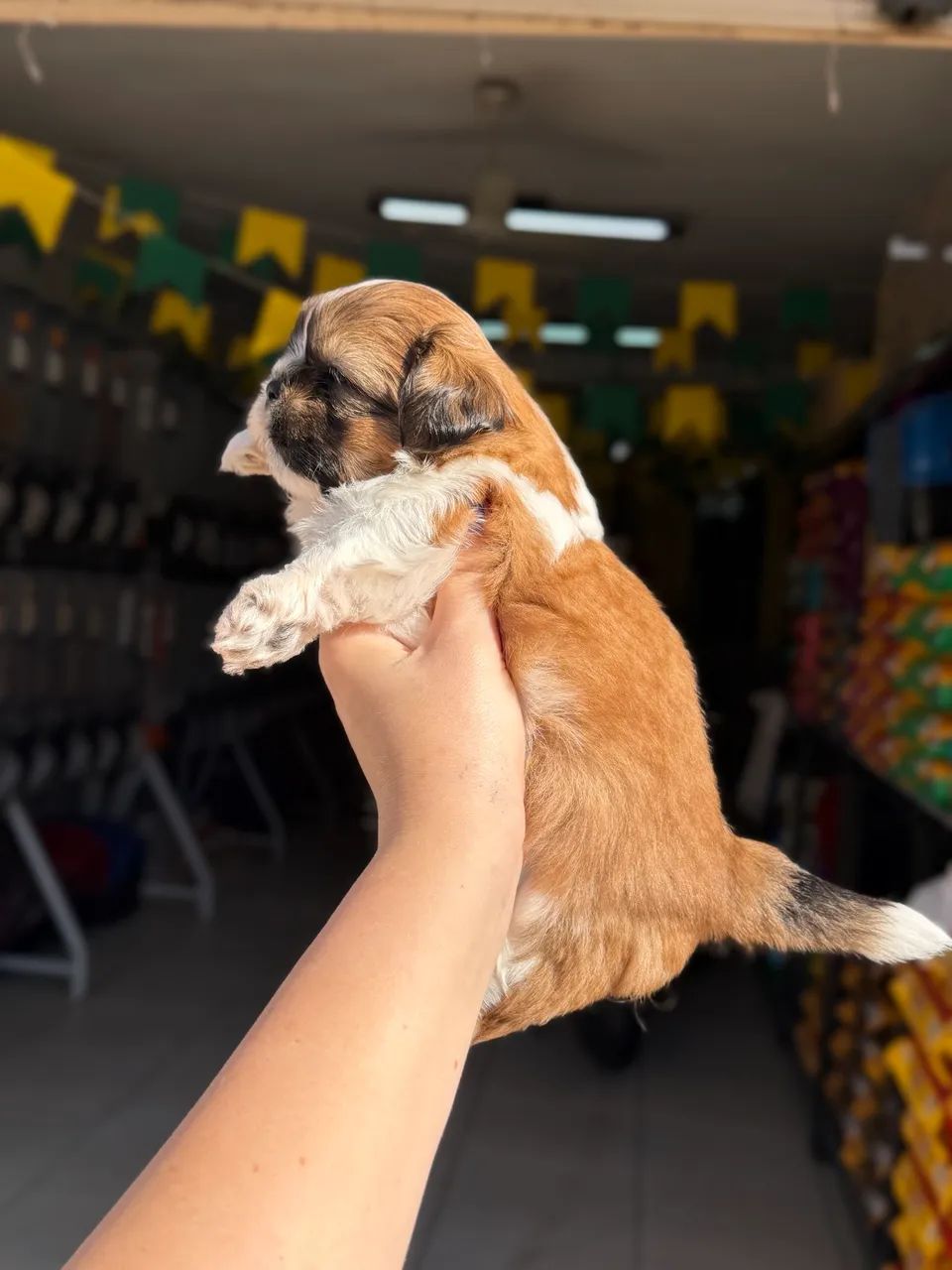Shihtzu MACHO 