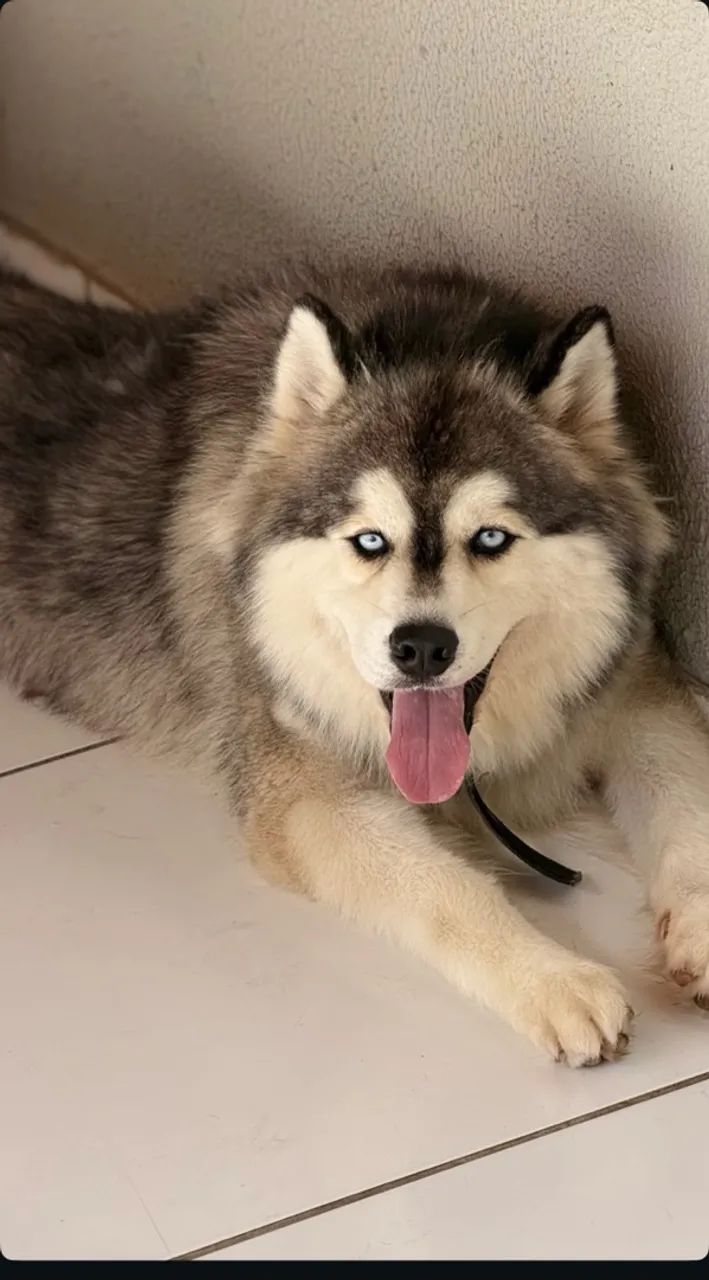  Vendo husky siberiano macho e fêmea  - Foto 5