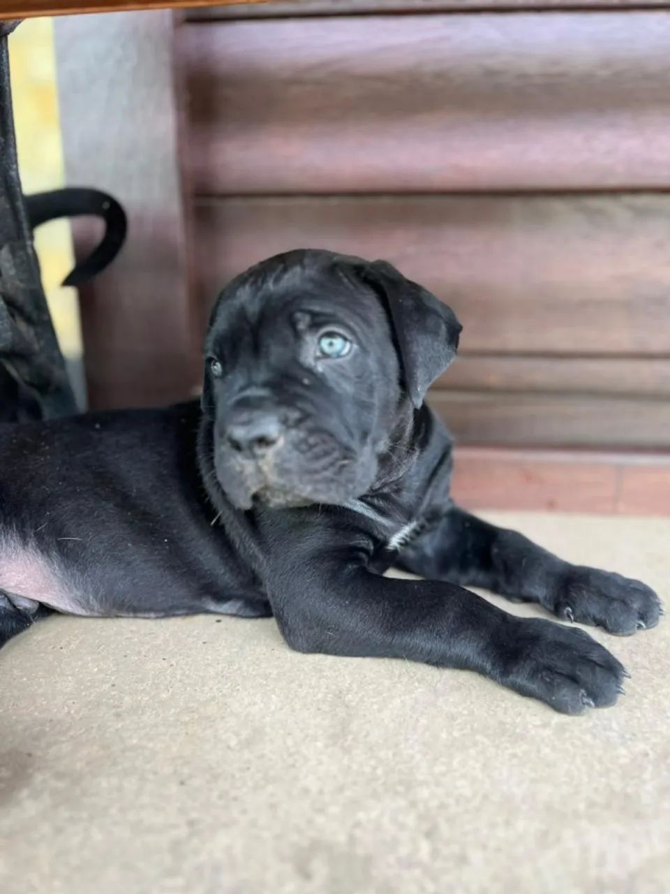 Filhote de Cane Corso - Foto 2