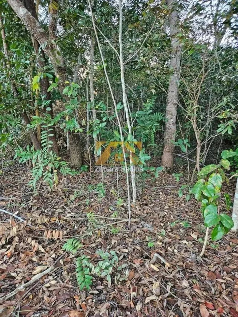 Chácara 2,5 Alqueires - Zona Rural - Próxima a Palmas - Porto Nacional/TO - Foto 6