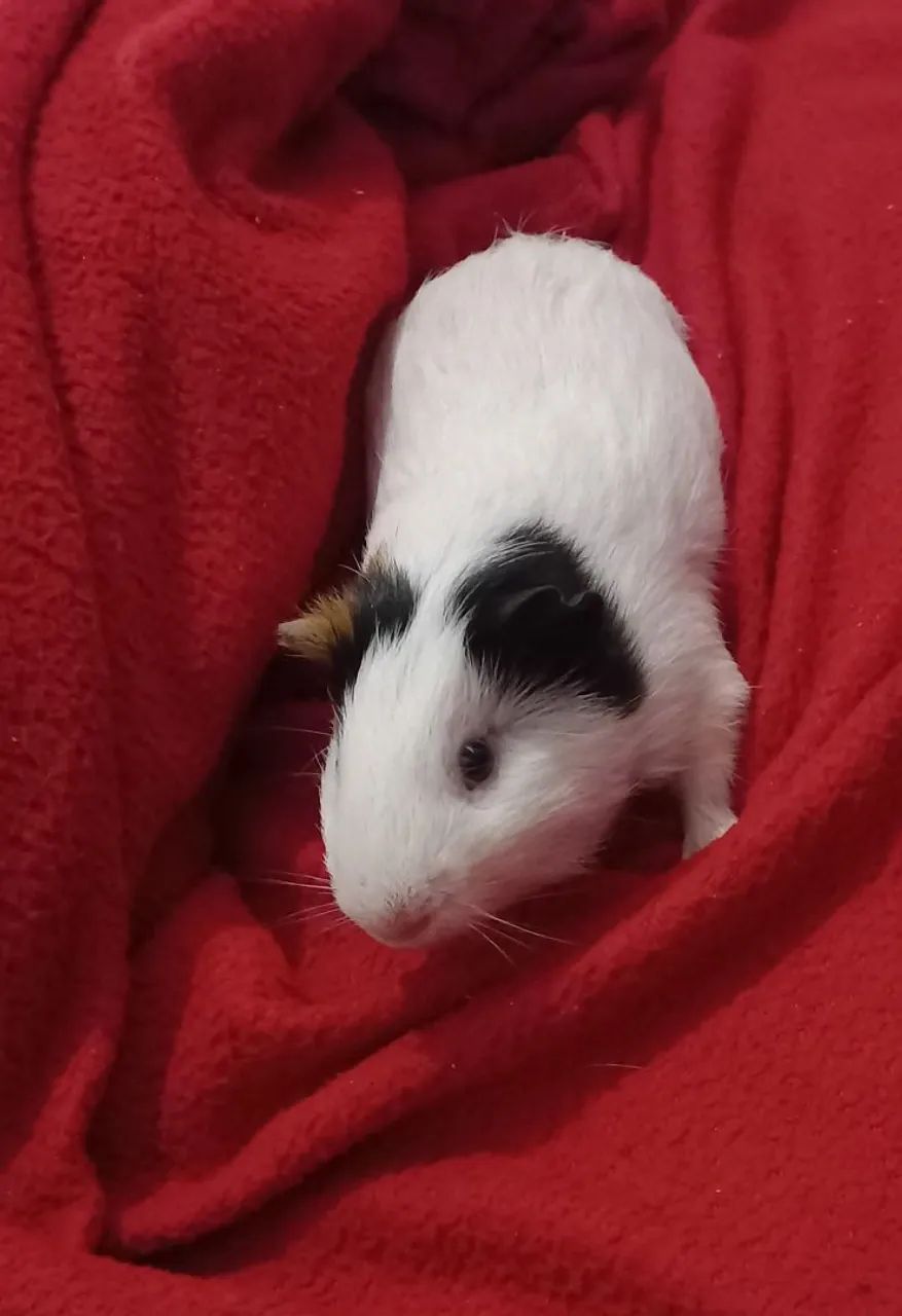 PORQUINHOS DA ÍNDIA DISPONÍVEIS!