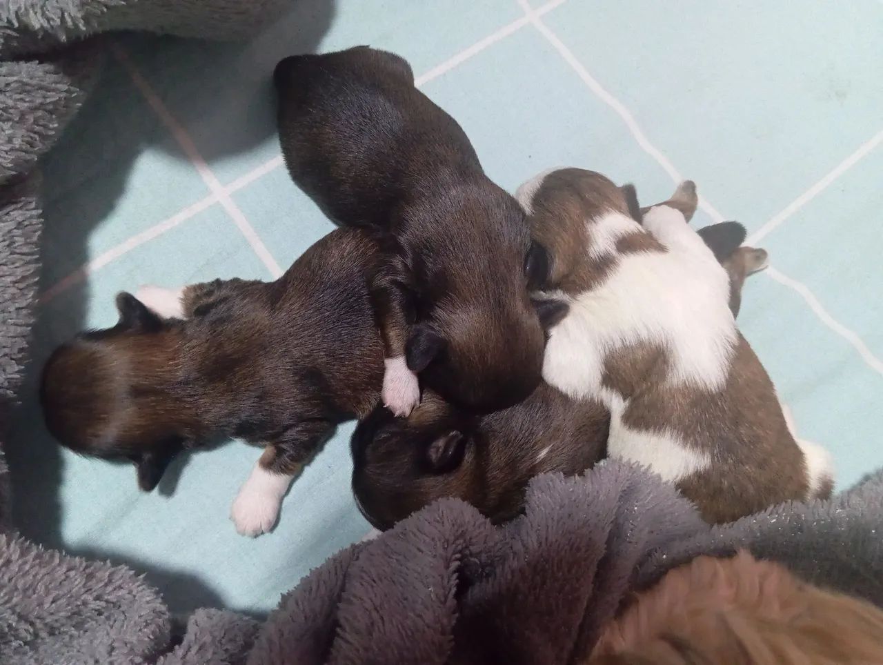 Filhotes de Shitzu a venda - Foto 3