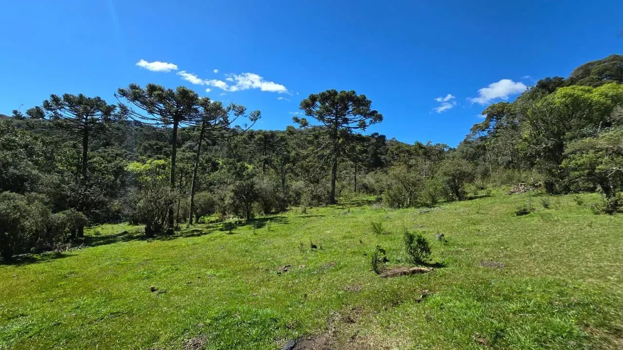 Terreno com casa e lindo riacho em Urupema - Foto 4
