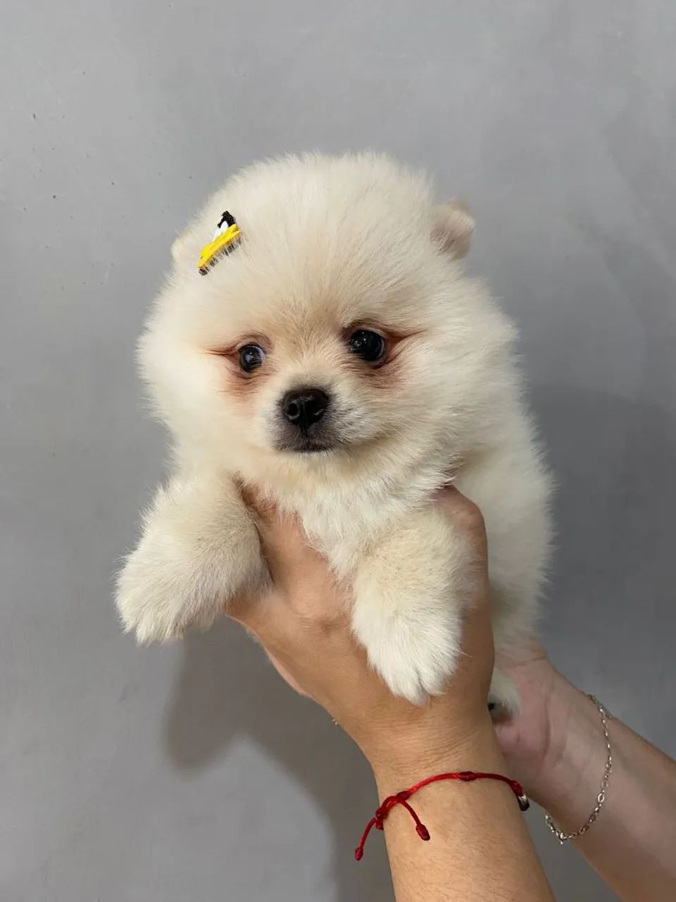 Macho de Lulu branco na promoção  - Foto 3