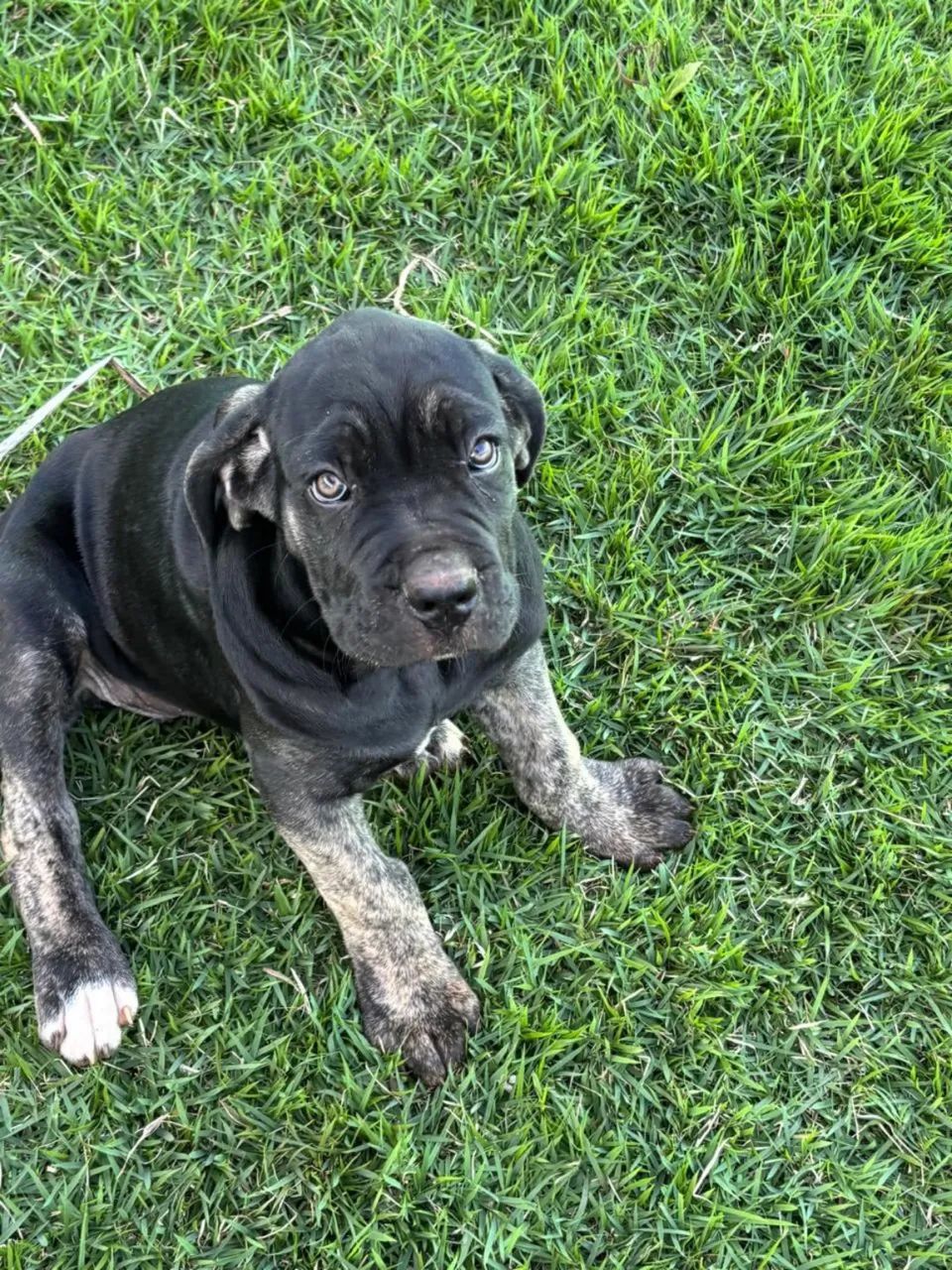 Filhote de Cane Corso  - Foto 4