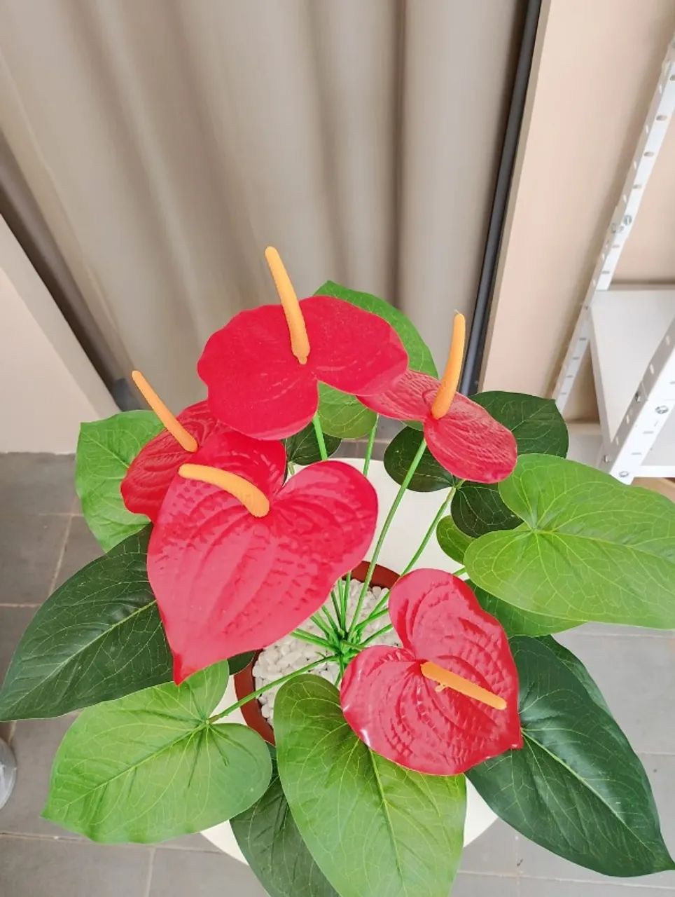 anturio vermelho - Foto 5