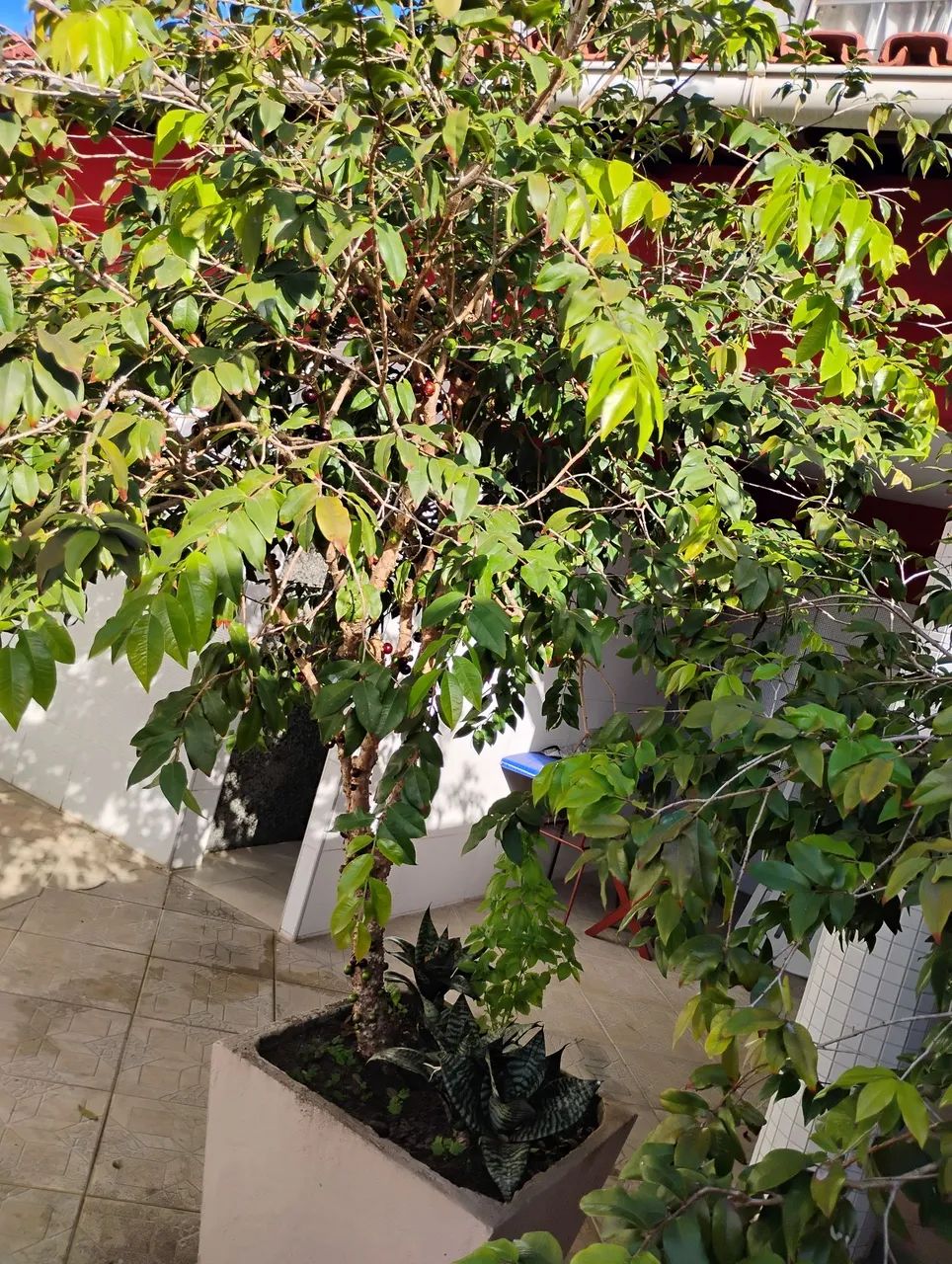 Pe de jabuticaba - Foto 4