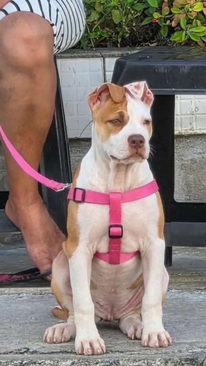 PITBULL 