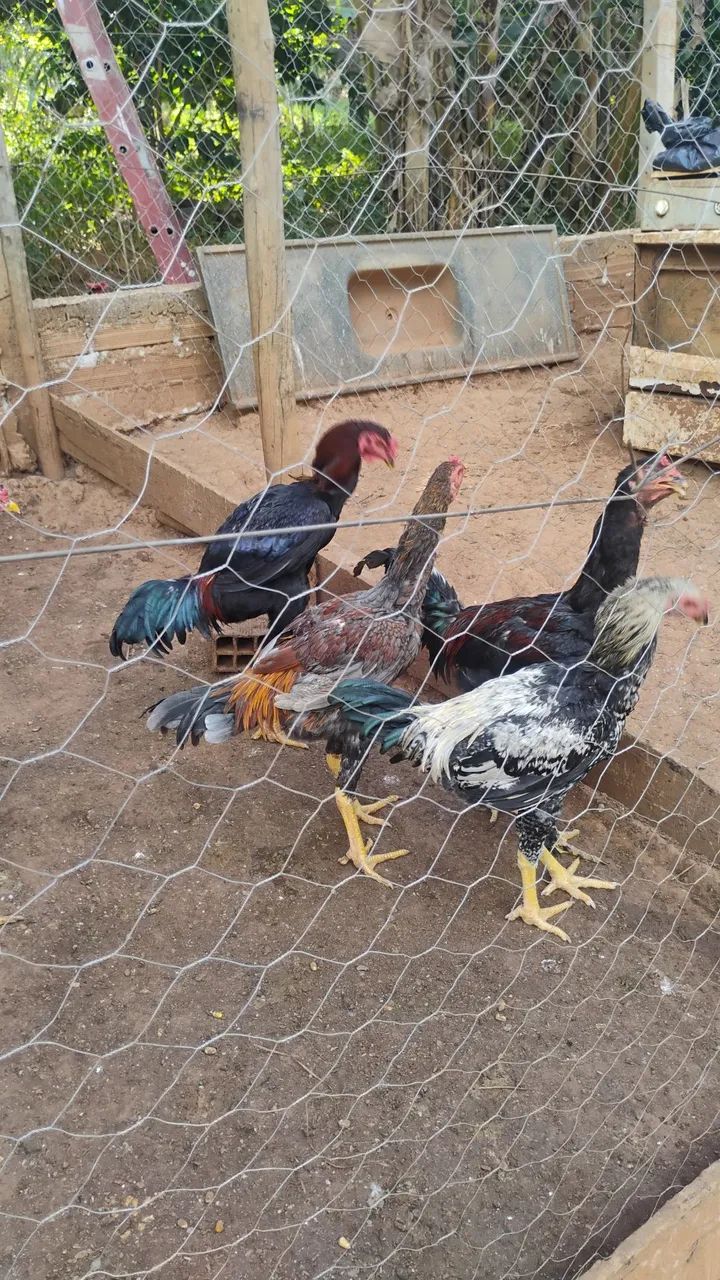 Frango e frangas caipira  - Foto 5