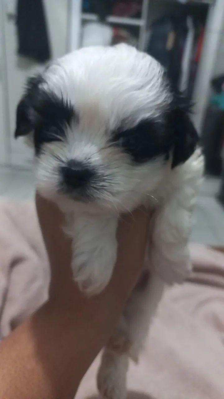 Shitzu  - Foto 4