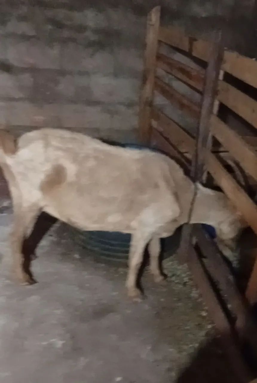 Cabra leiteira  - Foto 2