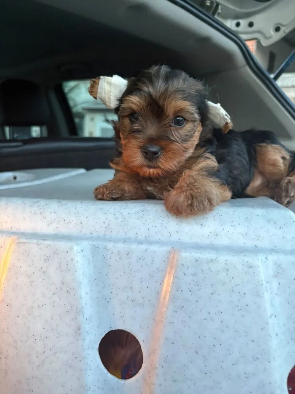 Yorkshire terrier - Foto 4