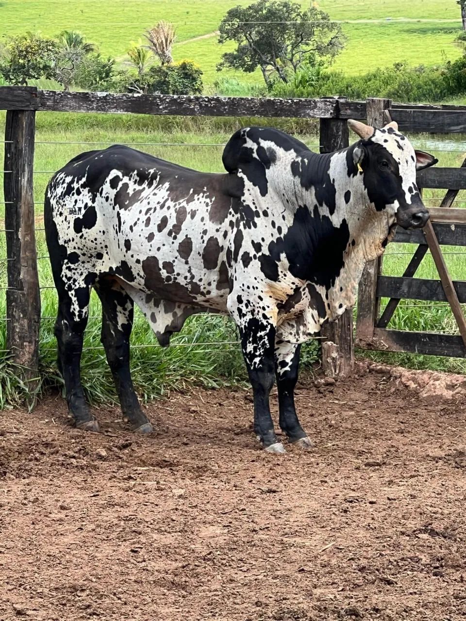TOURO NELORE PINTADO PRETO 4 ANOS
