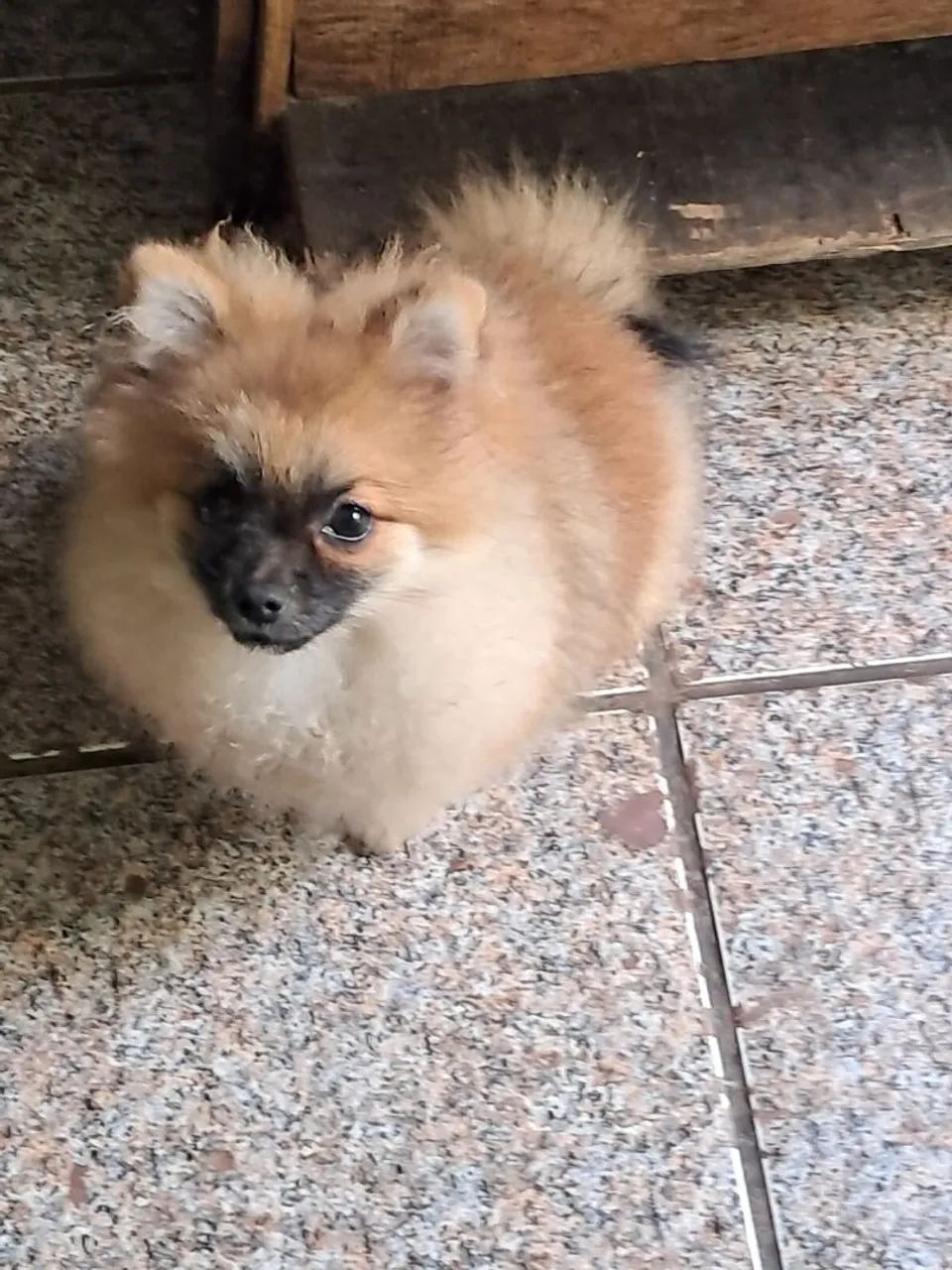 Spitz macho  - Foto 2