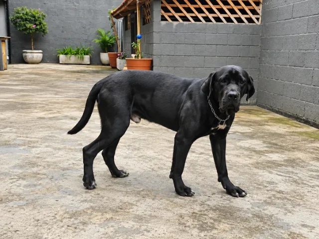 Cane Corso Macho 11 Meses com Pedigree CBKC - Foto 3