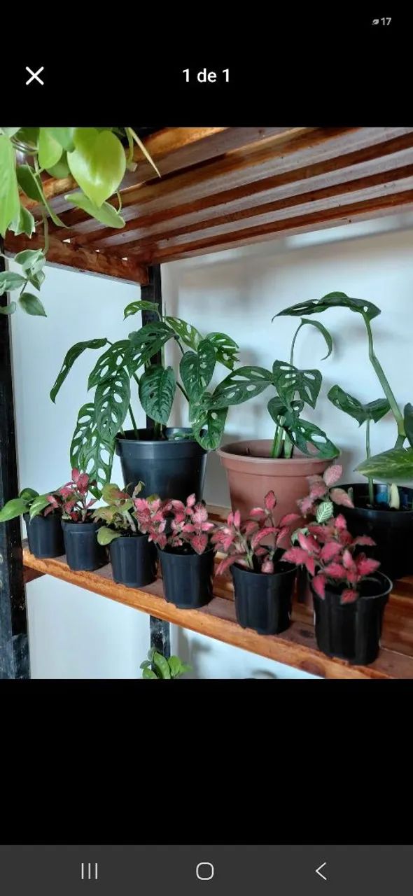 Plantas - Foto 4