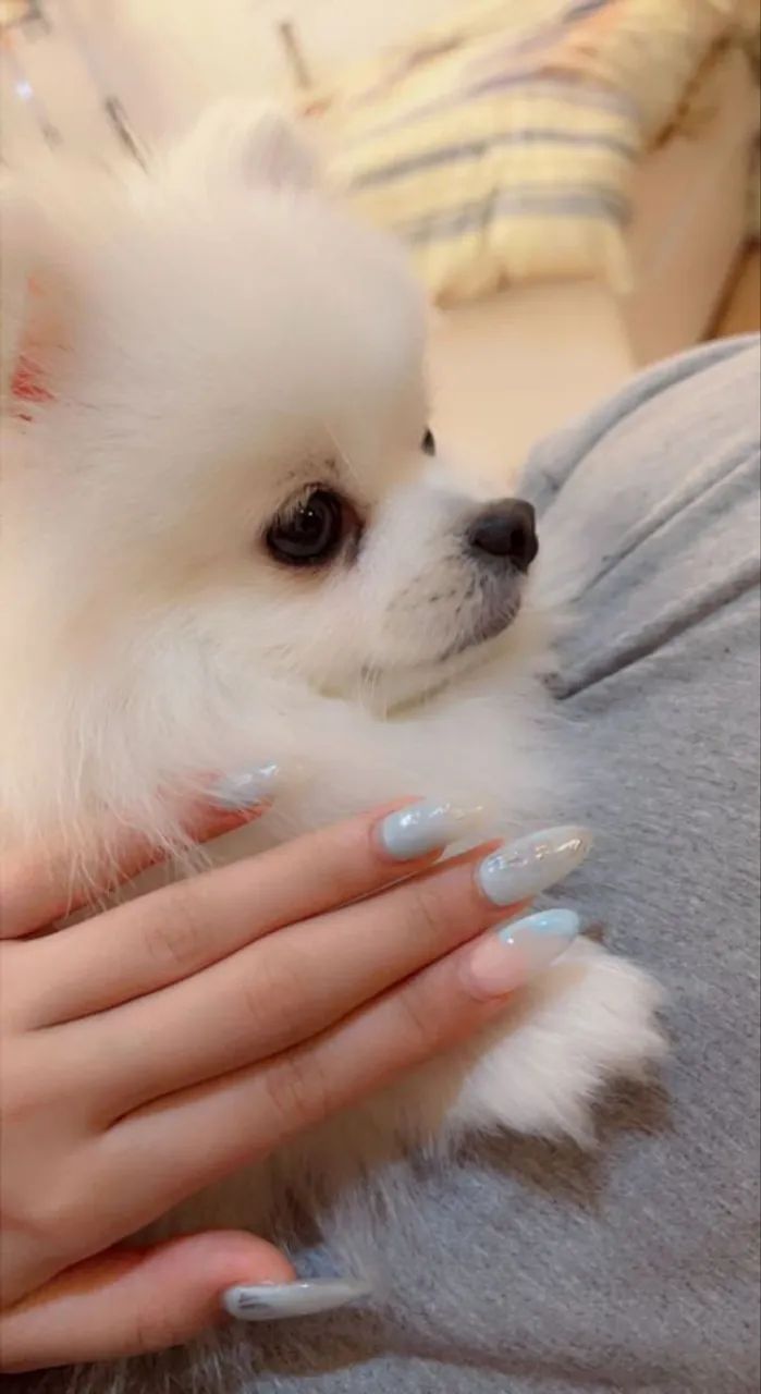 Spitz Alemão Anão 